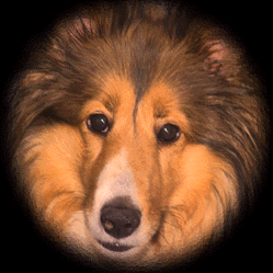 Shado the Hell Hound